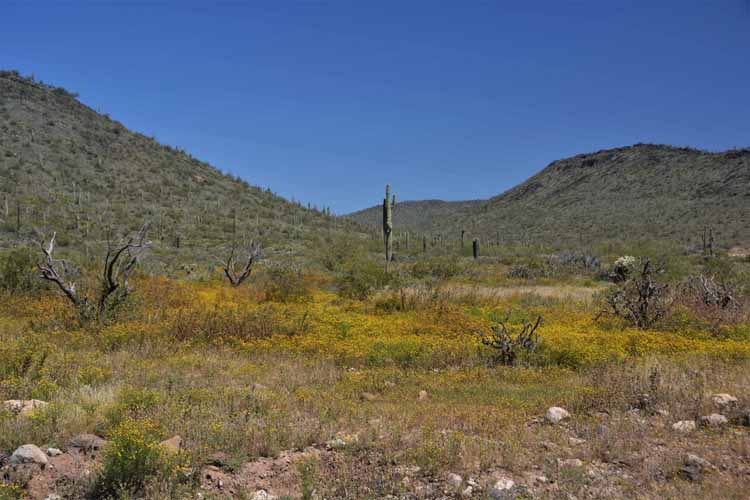 spring in the desert